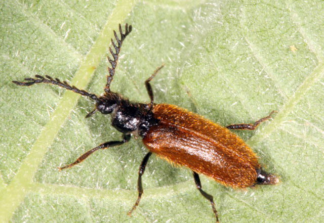 Drilus flavescens - Copyright Denis Bourgeois